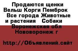 Продаются щенки Вельш Корги Пемброк  - Все города Животные и растения » Собаки   . Воронежская обл.,Нововоронеж г.